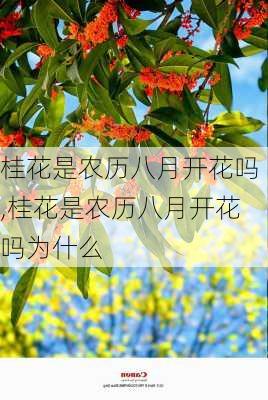 桂花是农历八月开花吗,桂花是农历八月开花吗为什么