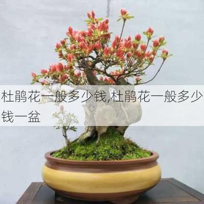 杜鹃花一般多少钱,杜鹃花一般多少钱一盆