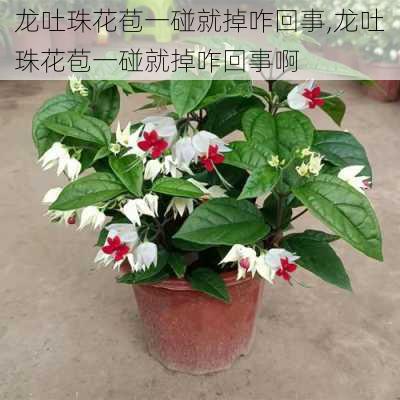 龙吐珠花苞一碰就掉咋回事,龙吐珠花苞一碰就掉咋回事啊