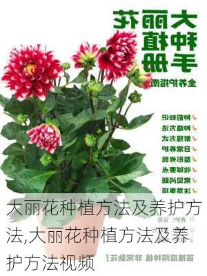 大丽花种植方法及养护方法,大丽花种植方法及养护方法视频