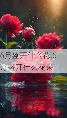 6月盛开什么花,6月盛开什么花朵