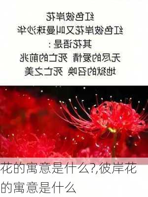 花的寓意是什么?,彼岸花的寓意是什么