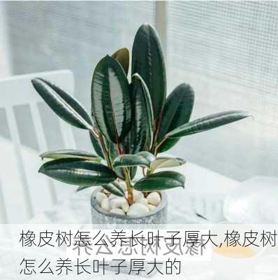 橡皮树怎么养长叶子厚大,橡皮树怎么养长叶子厚大的