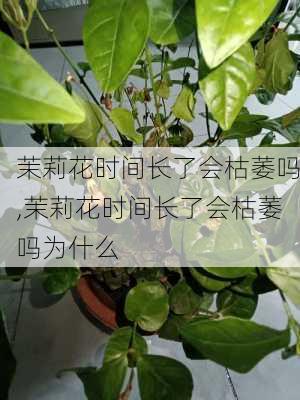 茉莉花时间长了会枯萎吗,茉莉花时间长了会枯萎吗为什么