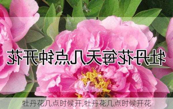 牡丹花几点时候开,牡丹花几点时候开花