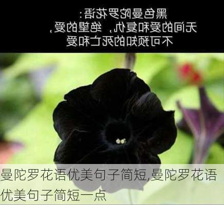 曼陀罗花语优美句子简短,曼陀罗花语优美句子简短一点