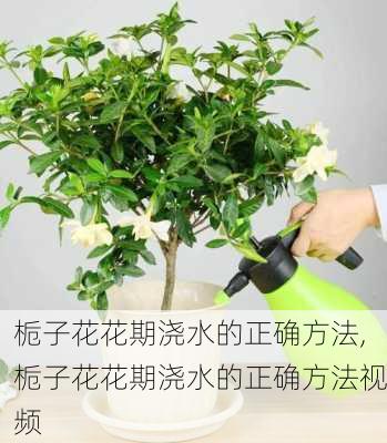 栀子花花期浇水的正确方法,栀子花花期浇水的正确方法视频