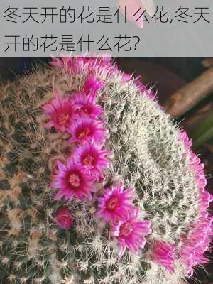 冬天开的花是什么花,冬天开的花是什么花?