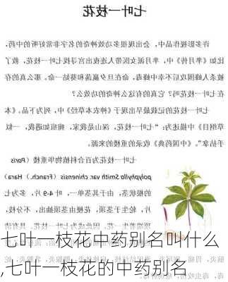 七叶一枝花中药别名叫什么,七叶一枝花的中药别名