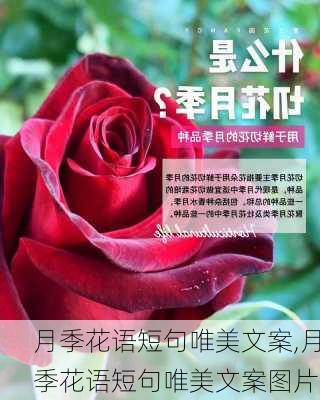 月季花语短句唯美文案,月季花语短句唯美文案图片