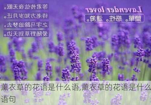 薰衣草的花语是什么语,薰衣草的花语是什么语句