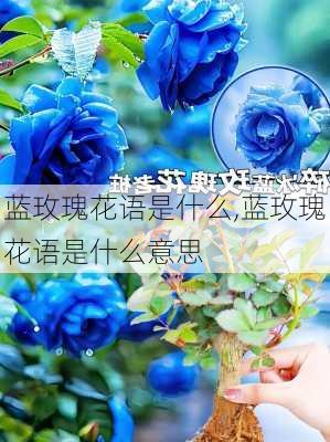 蓝玫瑰花语是什么,蓝玫瑰花语是什么意思