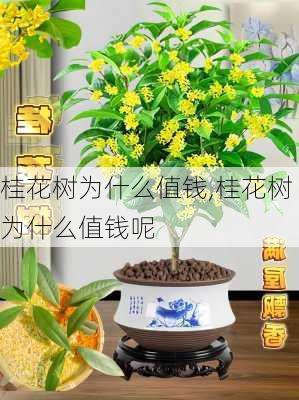 桂花树为什么值钱,桂花树为什么值钱呢