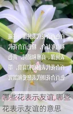 哪些花表示友谊,哪些花表示友谊的意思