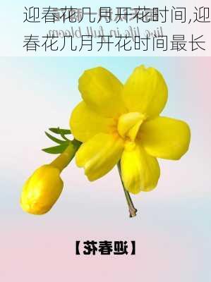 迎春花几月开花时间,迎春花几月开花时间最长