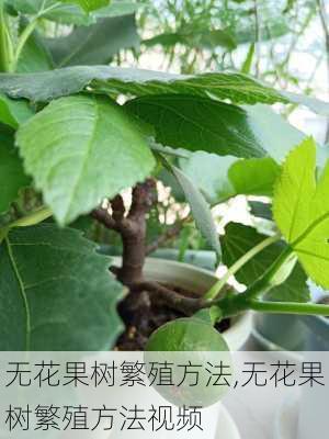 无花果树繁殖方法,无花果树繁殖方法视频