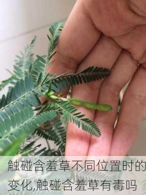 触碰含羞草不同位置时的变化,触碰含羞草有毒吗