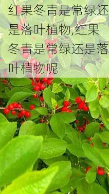 红果冬青是常绿还是落叶植物,红果冬青是常绿还是落叶植物呢