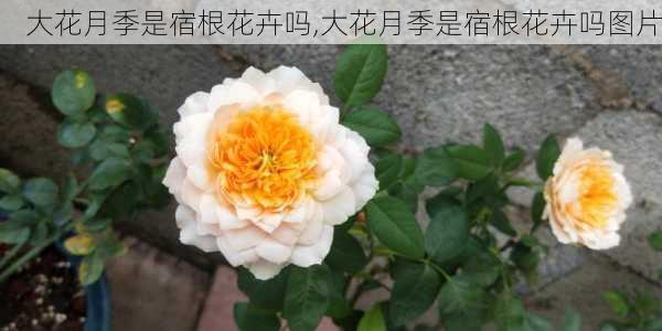 大花月季是宿根花卉吗,大花月季是宿根花卉吗图片