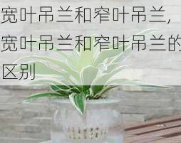 宽叶吊兰和窄叶吊兰,宽叶吊兰和窄叶吊兰的区别