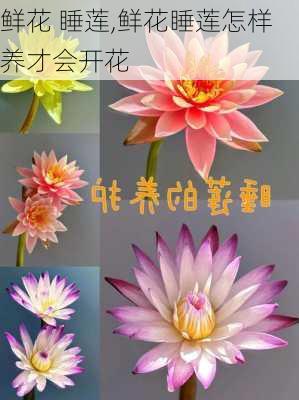 鲜花 睡莲,鲜花睡莲怎样养才会开花