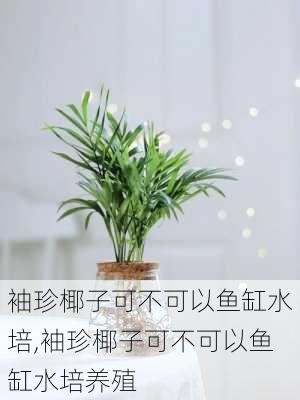 袖珍椰子可不可以鱼缸水培,袖珍椰子可不可以鱼缸水培养殖