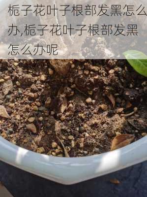 栀子花叶子根部发黑怎么办,栀子花叶子根部发黑怎么办呢