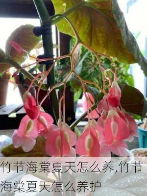 竹节海棠夏天怎么养,竹节海棠夏天怎么养护