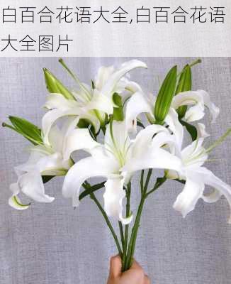 白百合花语大全,白百合花语大全图片