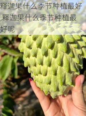 释迦果什么季节种植最好,释迦果什么季节种植最好呢