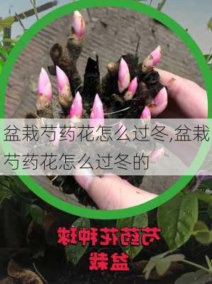 盆栽芍药花怎么过冬,盆栽芍药花怎么过冬的