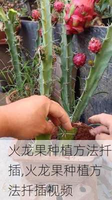 火龙果种植方法扦插,火龙果种植方法扦插视频