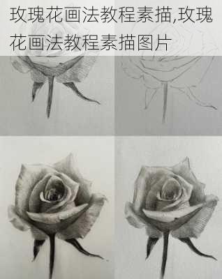 玫瑰花画法教程素描,玫瑰花画法教程素描图片