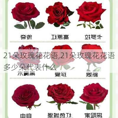 21朵玫瑰花花语,21朵玫瑰花花语多少朵代表什么