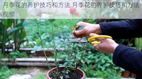 月季花的养护技巧和方法,月季花的养护技巧和方法视频