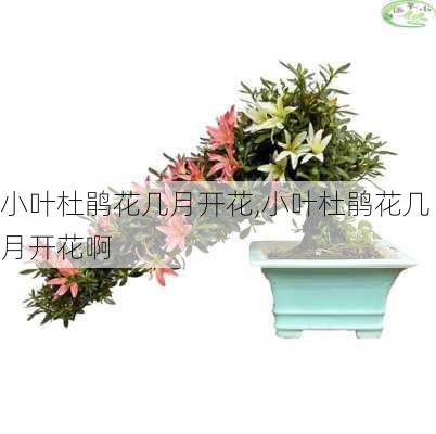 小叶杜鹃花几月开花,小叶杜鹃花几月开花啊