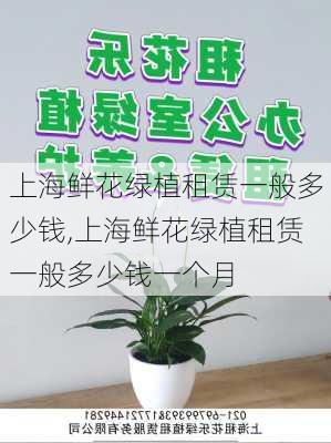 上海鲜花绿植租赁一般多少钱,上海鲜花绿植租赁一般多少钱一个月