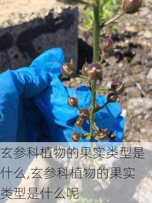 玄参科植物的果实类型是什么,玄参科植物的果实类型是什么呢