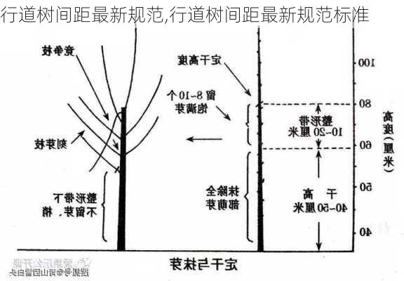 行道树间距最新规范,行道树间距最新规范标准