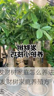 发财树家庭怎么养法,发财树家庭养殖方法