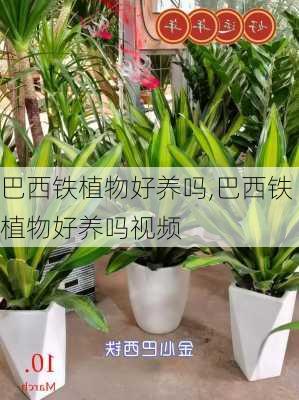 巴西铁植物好养吗,巴西铁植物好养吗视频