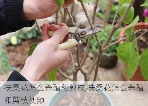 扶桑花怎么养殖和剪枝,扶桑花怎么养殖和剪枝视频