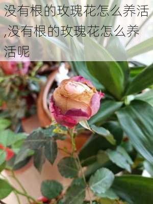 没有根的玫瑰花怎么养活,没有根的玫瑰花怎么养活呢