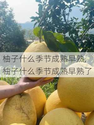 柚子什么季节成熟早熟,柚子什么季节成熟早熟了