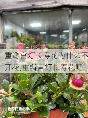 重瓣宫灯长寿花为什么不开花,重瓣宫灯长寿花吧