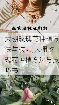 大棚玫瑰花种植方法与技巧,大棚玫瑰花种植方法与技巧书