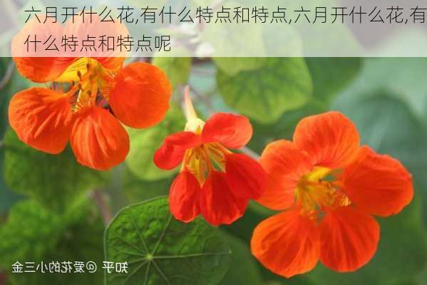 六月开什么花,有什么特点和特点,六月开什么花,有什么特点和特点呢