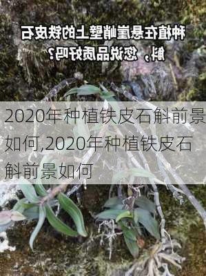 2020年种植铁皮石斛前景如何,2020年种植铁皮石斛前景如何