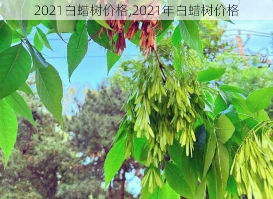 2021白蜡树价格,2021年白蜡树价格