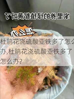 杜鹃花浇硫酸亚铁多了怎么办,杜鹃花浇硫酸亚铁多了怎么办?